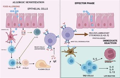 Modulation of immune response by nanoparticle-based immunotherapy against food allergens